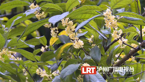 泸州十万株桂花进入盛开期 满城桂花香